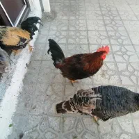 مرغ و خروس و بوقلمون باشت