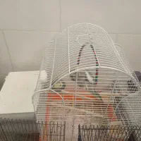 عروس هلندی مرغ عشق