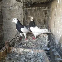 کبوتر طوق الماسی،سینه ای،سبز دم سفید|پرنده|دوگنبدان, |دیوار