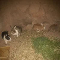 خرگوش