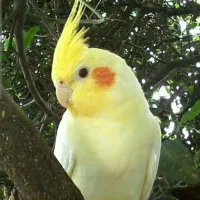 عروس هلندی گمشده‌ ...|حیوانات|فسا, |دیوار