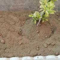 کودحیوانی گوسفندی گاوی خاک باغچه باغ ارسال بانیسان|خدمات باغبانی و درختکاری|شیراز, شهرک امیر کبیر|دیوار