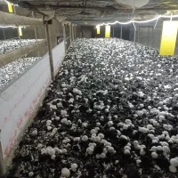 فروش تجهیزات سالن قارچ