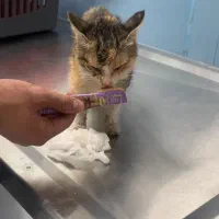 واگذاری بچه گربه