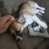 سگ خونگی 4 ماهه