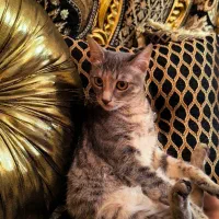 واگذاری بچه گربه نژاددار