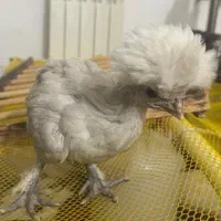 جوجه مرغ و خروس و نیمچه برهما لهستانی