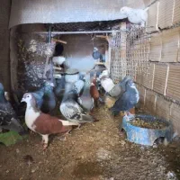 کبوتر
