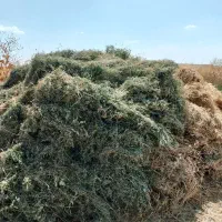 فروش 1تن یونجه