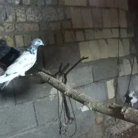 یه عدد کبوتر ۴ ساعت