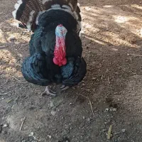 بوقلمون فروشی|حیوانات مزرعه|آبدانان, |دیوار