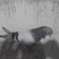 کبوتراصفهانی|پرنده|برخوار, |دیوار