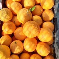 میوه تازه و ارگانیک