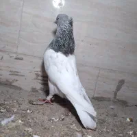 کبوتر|حیوانات|مشهد, شهید قربانی|دیوار