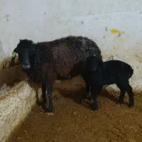 میش بره دار|حیوانات مزرعه|رامند, |دیوار