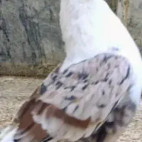 کبوتر