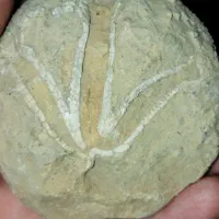 فسیل توتیای دریایی