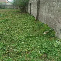 چمنزنی و علفزنی با دستگاه|خدمات باغبانی و درختکاری|لولمان, |دیوار