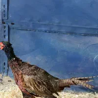 خروس زینتی|حیوانات مزرعه|ماهدشت, |دیوار