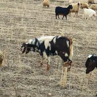 ساورین جوان