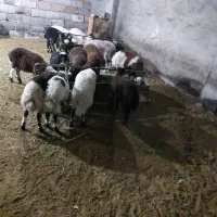 بره نر سبک،بز سانن اصل نر و ماده|حیوانات مزرعه|اصفهان, سرشبادران|دیوار