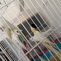 عروس هلندی
