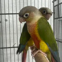 جوجه گرینچک