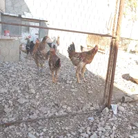 فروش خروس|حیوانات مزرعه|سرپل ذهاب, |دیوار