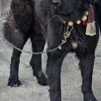 سگ نر دوساله