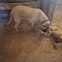 واگزاری سگ سرابی قیمت ۱۲ میلیون|سگ|دالاهو, |دیوار