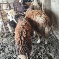 دو عدد هیکل درشت نر بشرط راندن