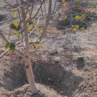 انجام کلیه امور باغبانی