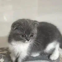 اسکاتیش بای کالر نر 3 ماه