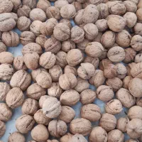 گردو هنام