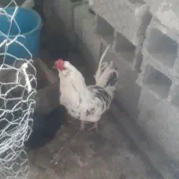 خروس محلی اصل.تخم مرغ محلی نژاد گلین