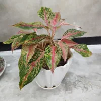 گل آگلونماصورتی وگل سانسوریاکوتاه