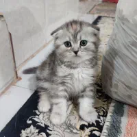 گربه اسکاتیش|گربه|شیراز, شهرک گلستان|دیوار