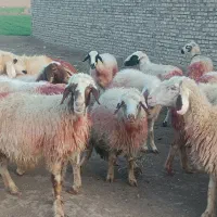 31میش داشتی جوان