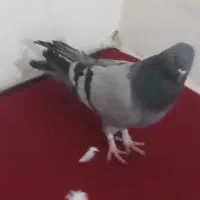 کبوتر|پرنده|مسجد سلیمان, |دیوار