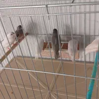 فنچ|پرنده|مرودشت, فرهنگ|دیوار