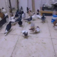 کفر جوانه یه دسته مفت