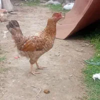 مرغ محلی تخم گزار