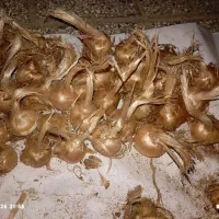 پیاز زعفران گلخانه‌ای