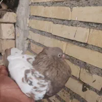 کفتر|پرنده|خرمشهر, |دیوار