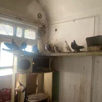 کفتر
