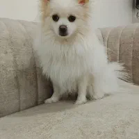 سگ پامر روباهی سفید