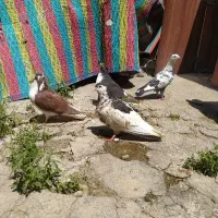 چادری حراج فقط 800چهار عدد