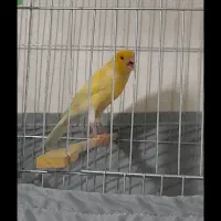 قناری قورلتی نربادهن.مست.بخون.اورجینال