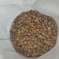 بذر باقلا و بذر نخود فرنگی