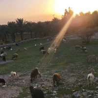 انواع بز|حیوانات مزرعه|بهبهان, |دیوار